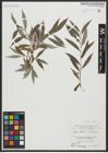 Foto von Salix alba L.